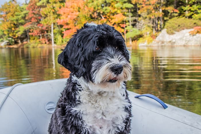 Portuguese water dog