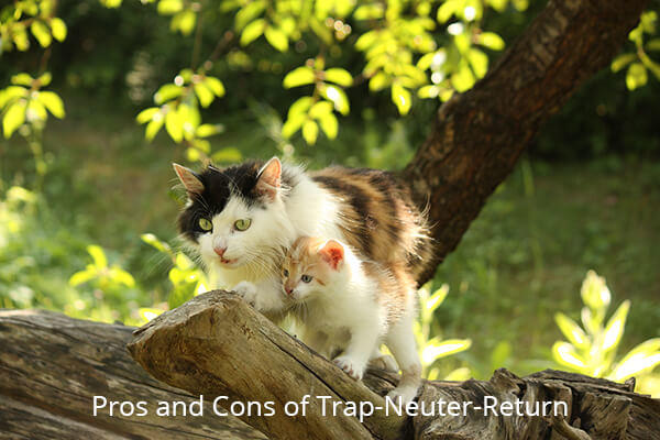 Pros ad Cons of TNR