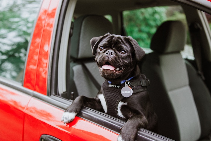 happy pug hanging out of the front seat car window