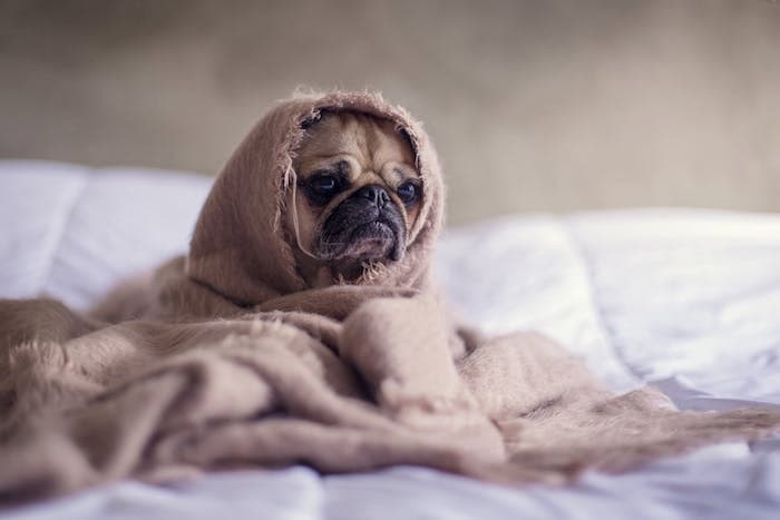 pug in blanket