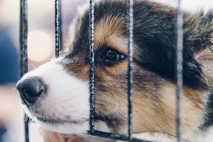 crate train a puppy