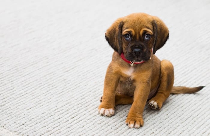 puppy dog looking at camera