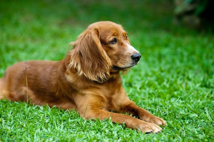 dog in grass