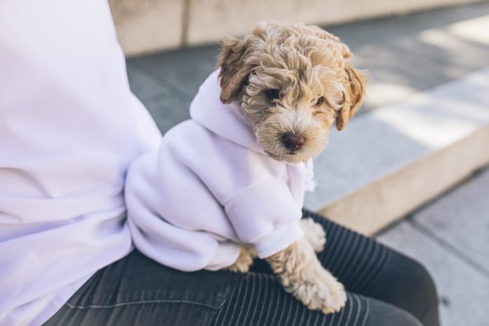 doodle puppy in hoodie