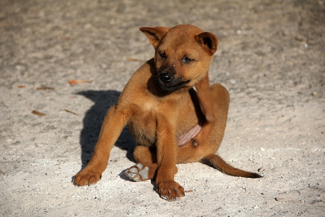 puppy scratching an itch