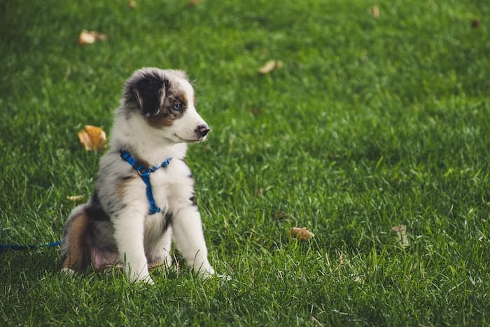 puppy in grass sitting