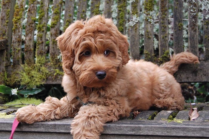 labradoodle dog