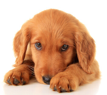 puppy