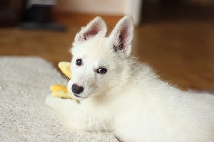 white fluffy puppy on a rug