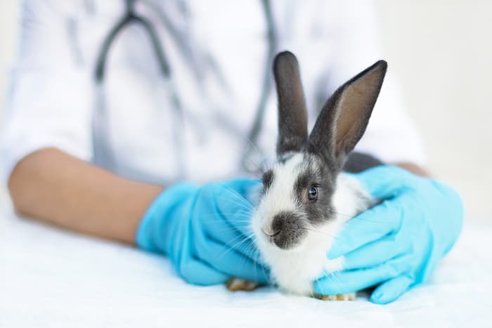 bunny at the vet