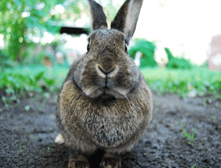 rabbit-looking