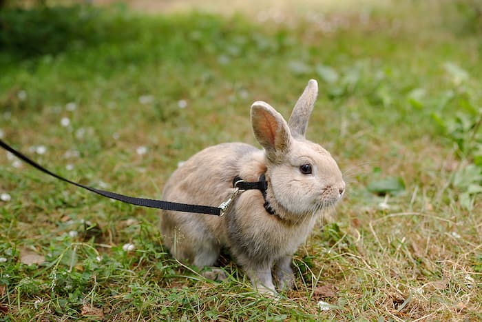 bunny rabbit on a leash in the grass