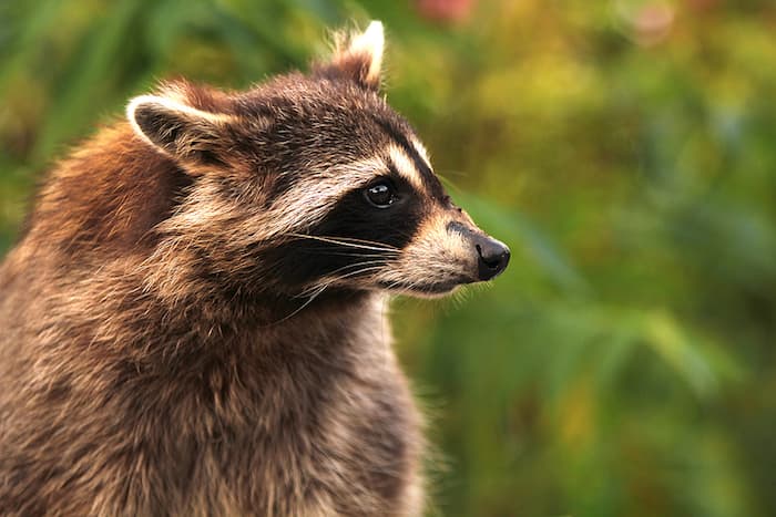 Raccoon