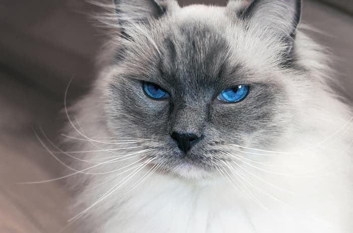 ragdoll cat with blue eyes