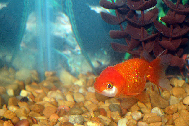 ranchu goldfish