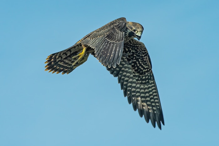 black and white peregrine falcon