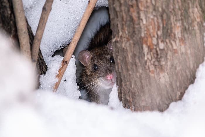 Rat in the Snow