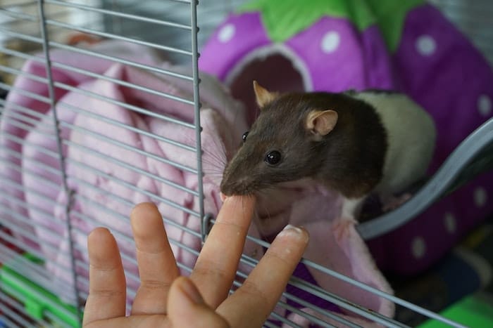pet rat in a cage