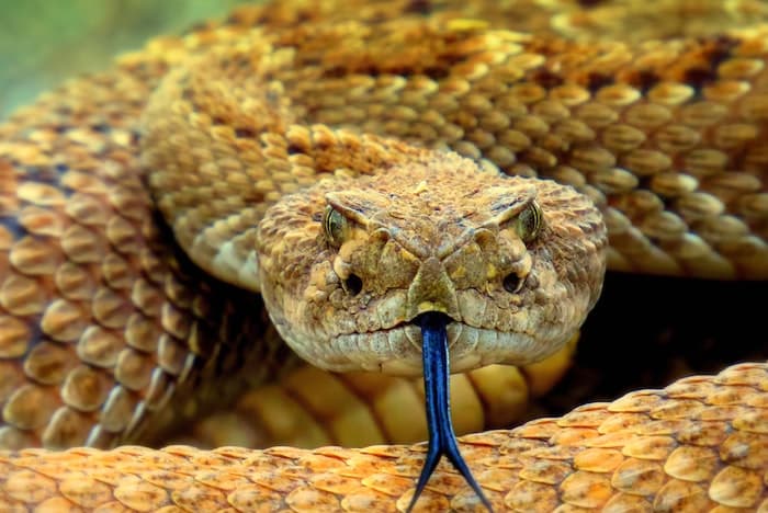 rattlesnake