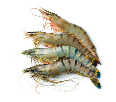 raw tiger shrimps on white background