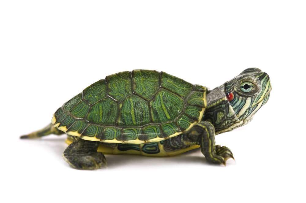 Red Eared Slider