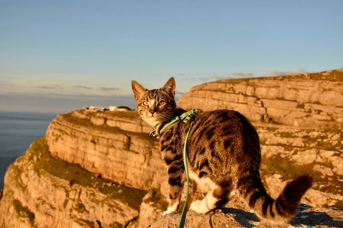 cat on a walk