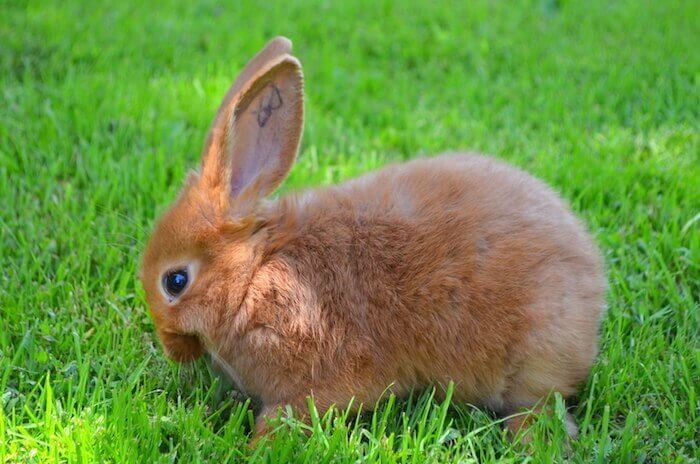 red new zealand rabbit