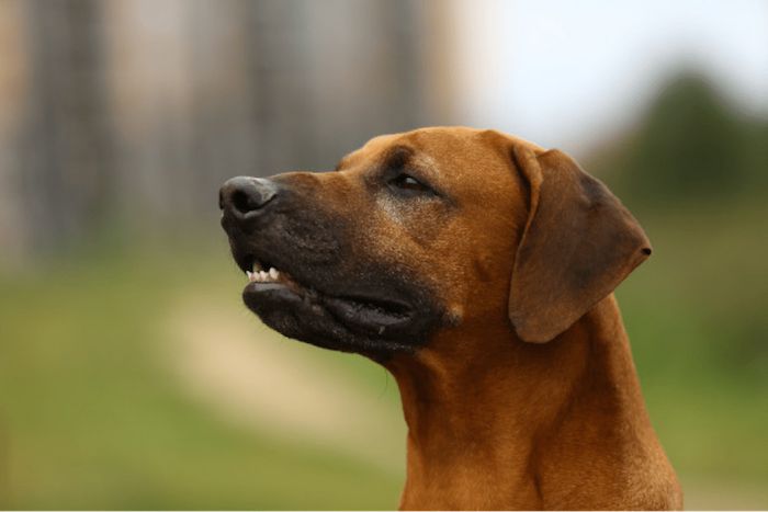 Rhodesian Ridgeback