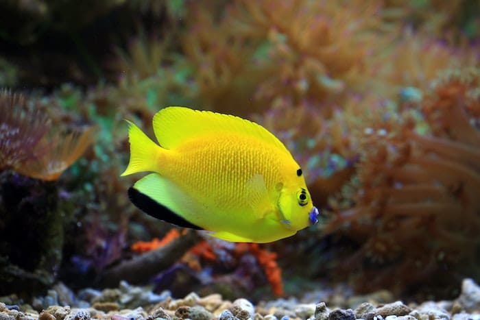 Five Fish To Consider Adding To Your Lionfish Tank - Caring for Pets