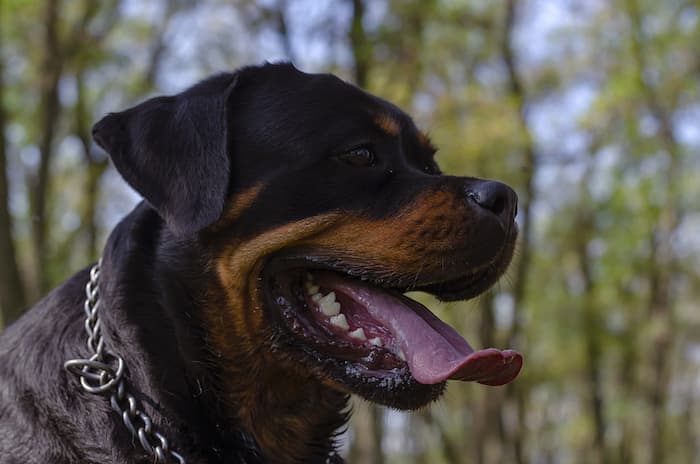 Rottweiler