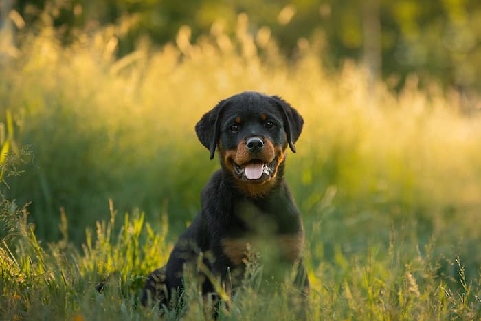 Rottweiler Puppy