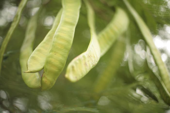 runner beans