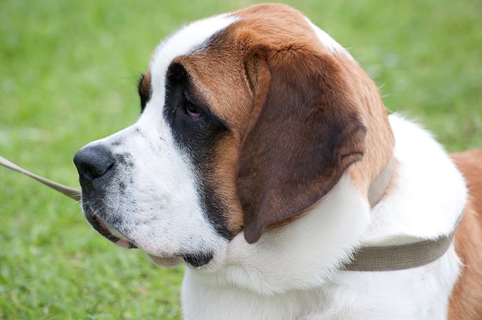 Saint Bernard Dog