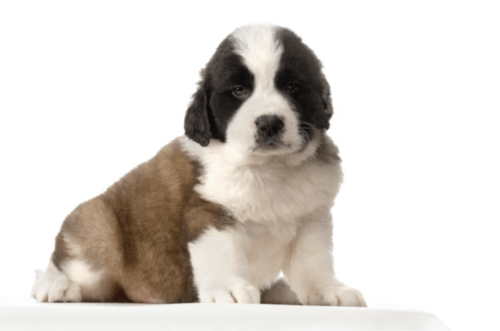 Saint Bernard Puppy