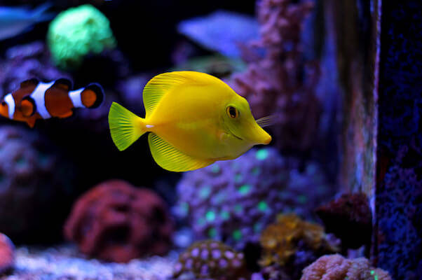 Yellow Tang