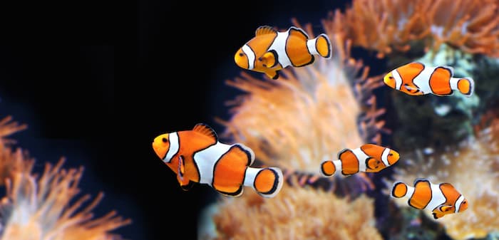 saltwater fish