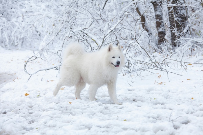 samoyed dog