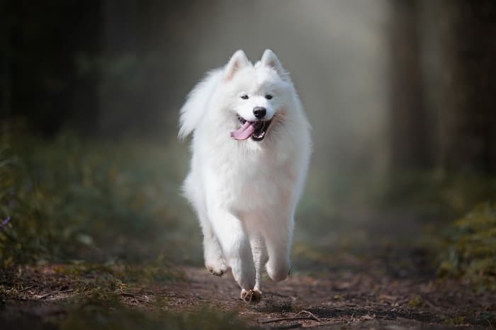 samoyed dog