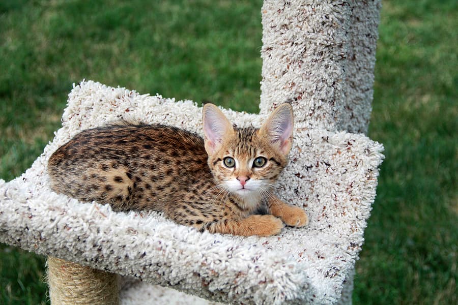 savannah kitten in cat tree