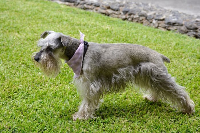 schnauzer