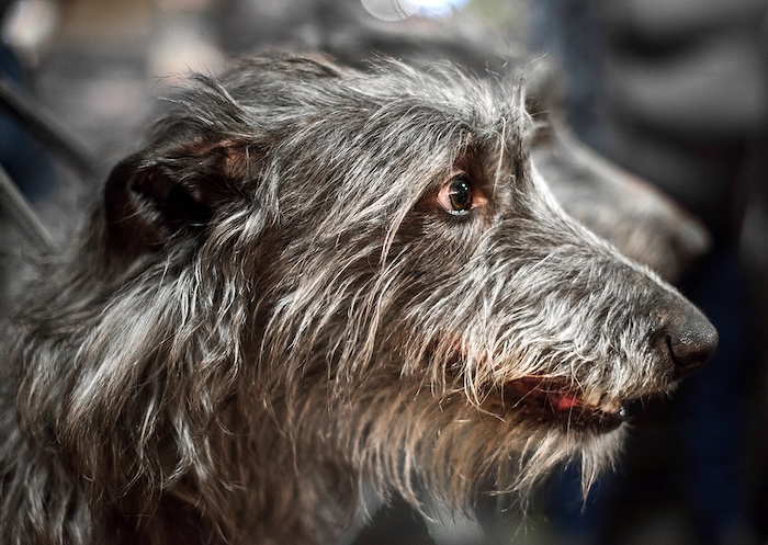 Scottish deerhound dog