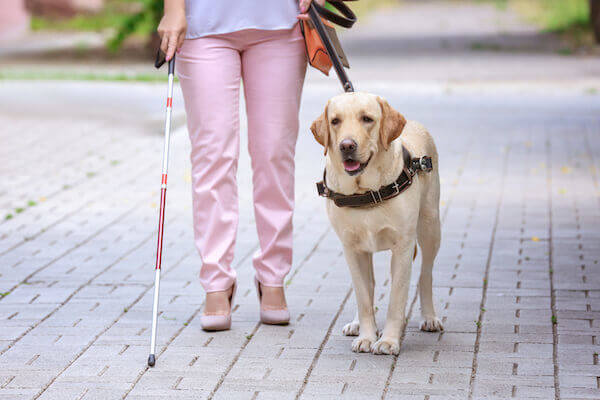 service dog for the blind