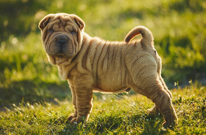 Shar-Pei Puppy