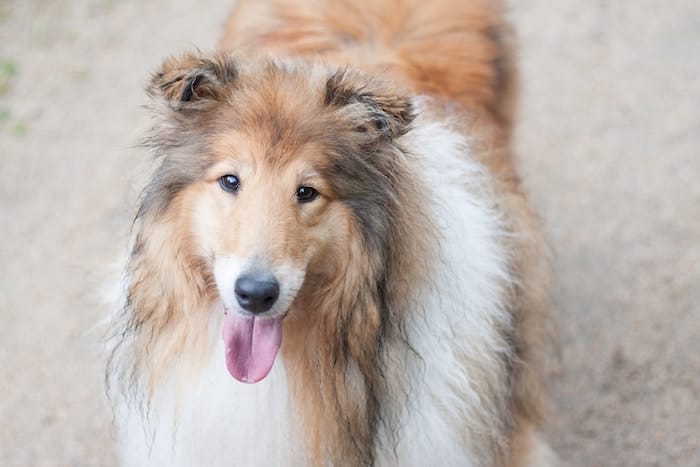 shetland sheepdog