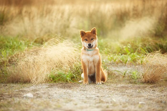 shiab inu puppy