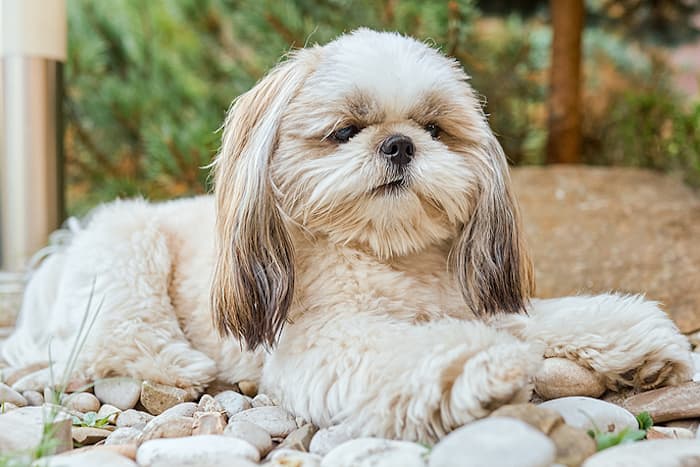 Shih Tzu