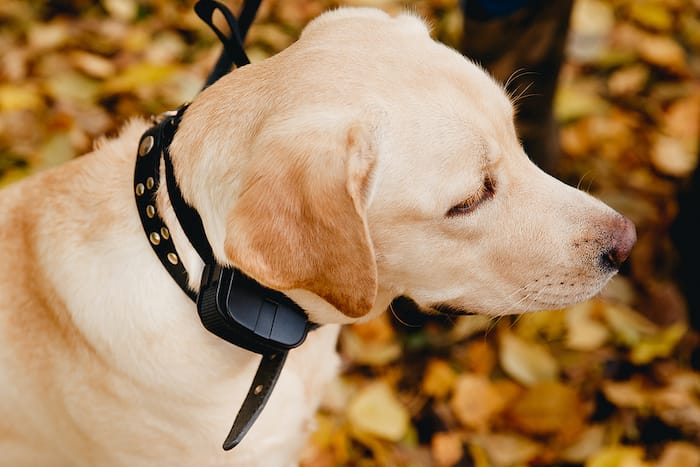 dog with shock collar on