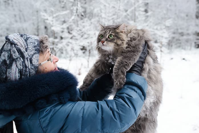 woman holding a Siberian Forest Cat