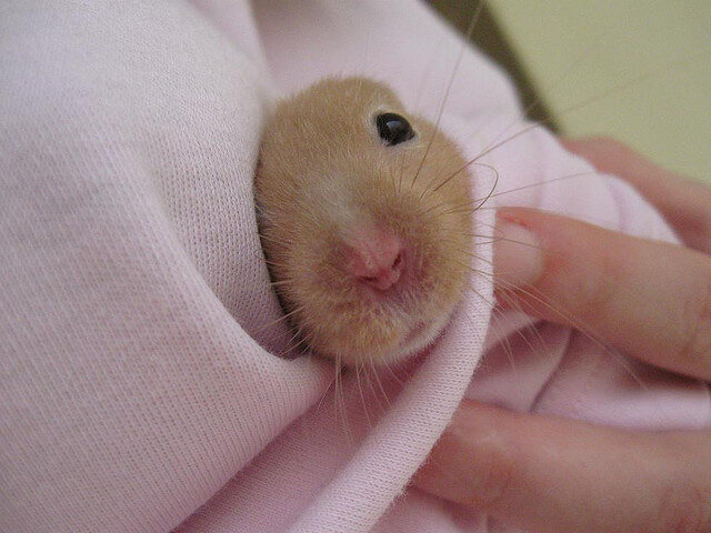 sick hamster treatment care