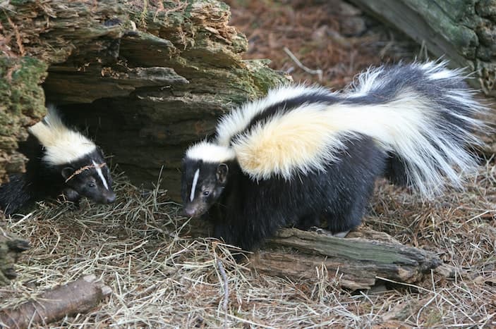 skunk
